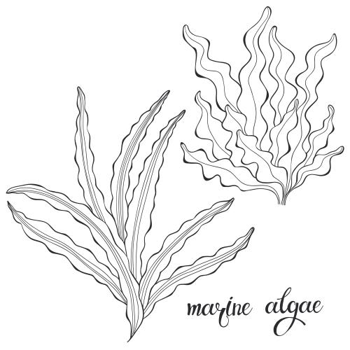 Illustration sea algae on white two options