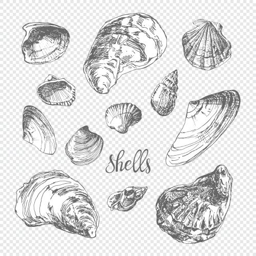 Illustration shells sketch