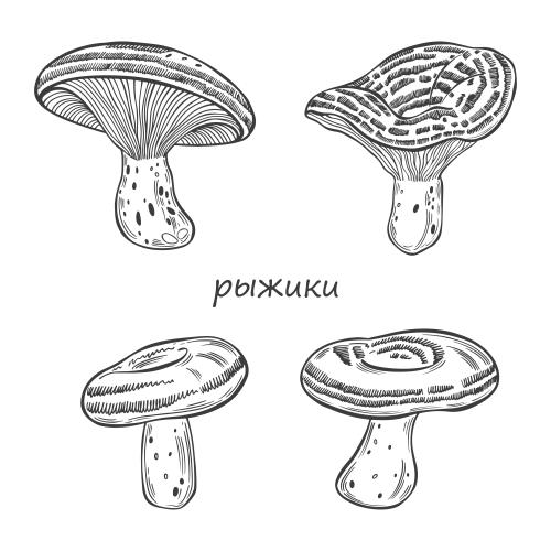 Black-white. Vector boletes, various mushroom options on white