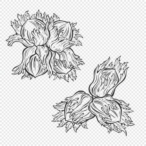 Hazelnut. Vector hazelnut