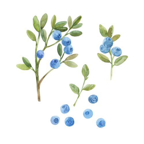 Watercolor. Vector watercolor blueberry branches, berries on white