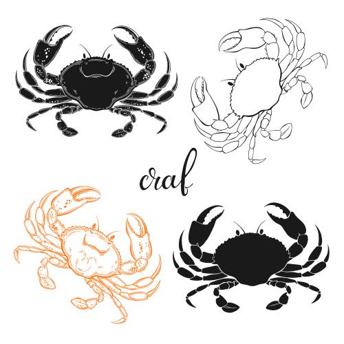 Crab. Vector crabs, four options on white