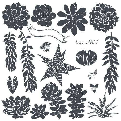 Succulent. Vector succulents, black silhouettes on white