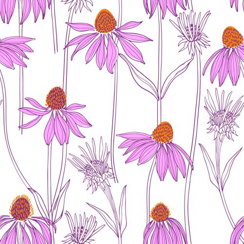 Echinacea. Vector echinacea flowers on white