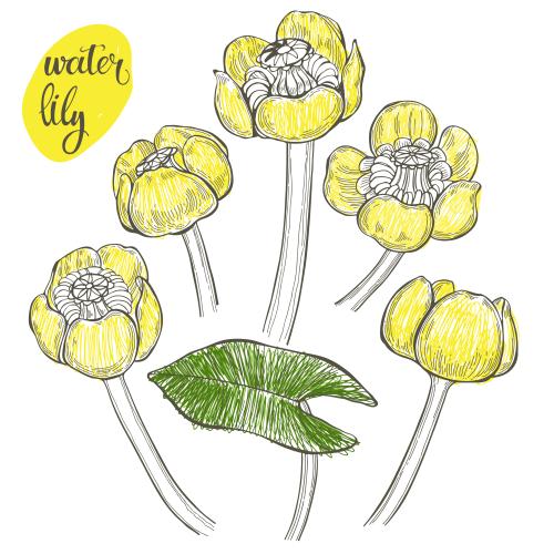 Water lily. Vector water lilies, flowers and leaves on white