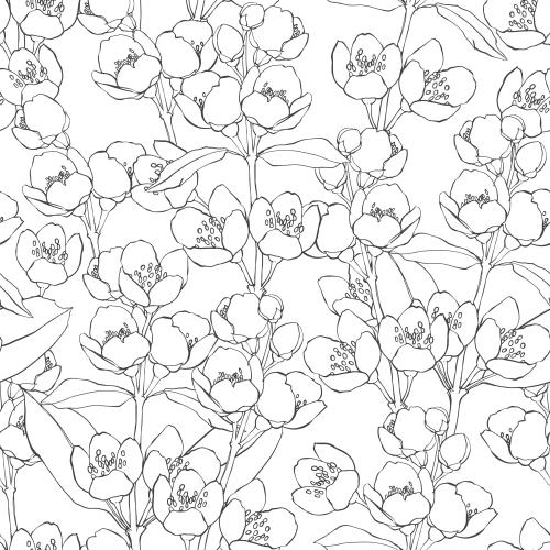 Jasmine. Vector jasmine flowers on white