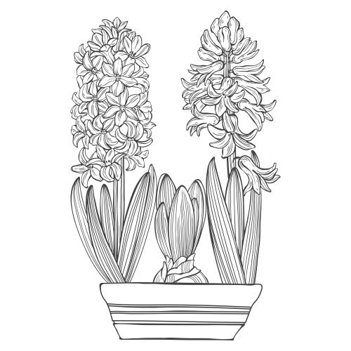 Hyacinth. Vector three hyacinths in a pot