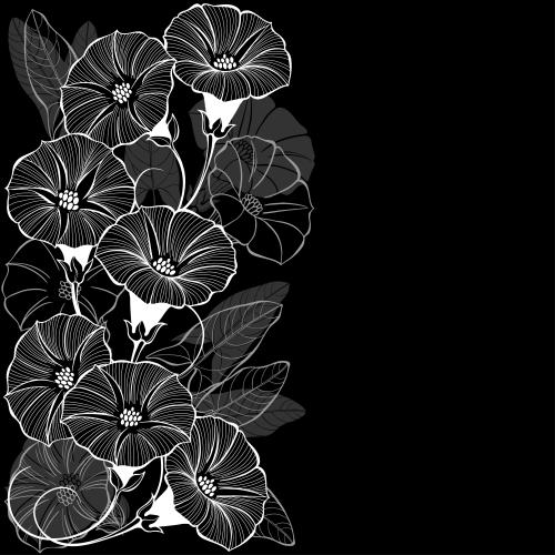 Bindweed. Vector flowers and leaves of the morning glory space for text on black
