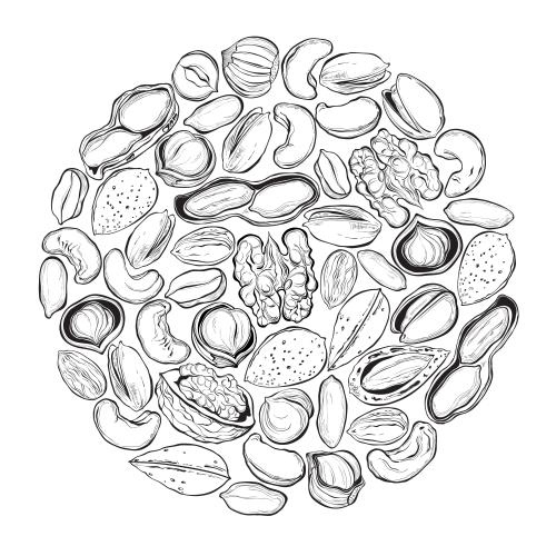 Hazelnut. Vector various nuts composition in the shape of a circle on white