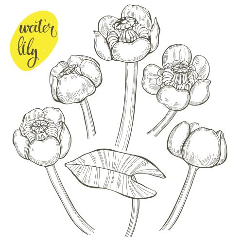 Water lily. Vector water lilies on white, various options