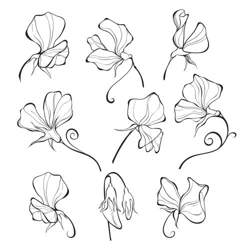 Sweet pea. Vector sweet pea, black outlines of flowers on white