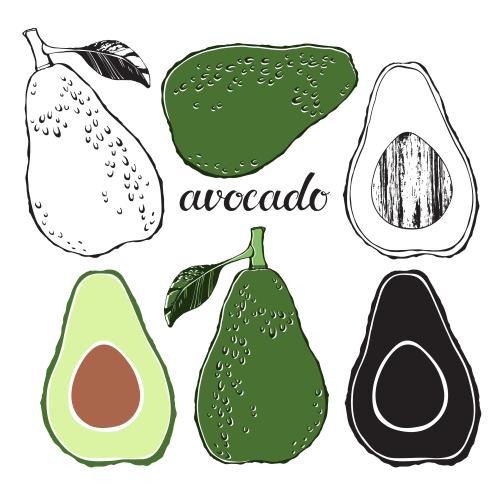 Avocado. Vector avocado, various options on white