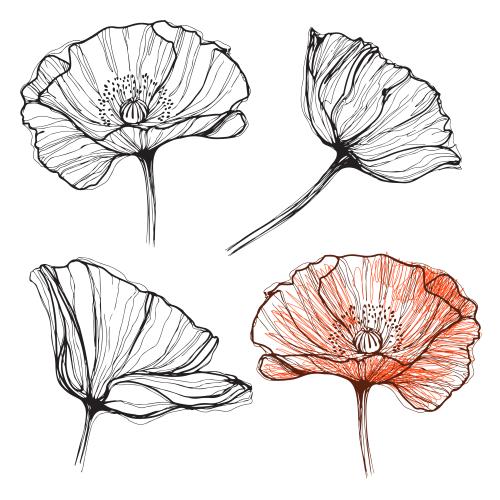 Poppy. Vector poppies, four variants on white