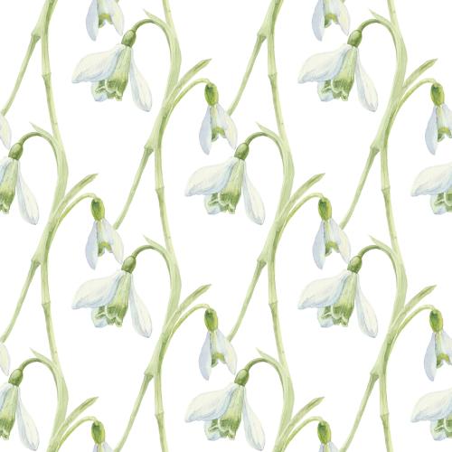 Snowdrop. Vector watercolor snowdrops on white