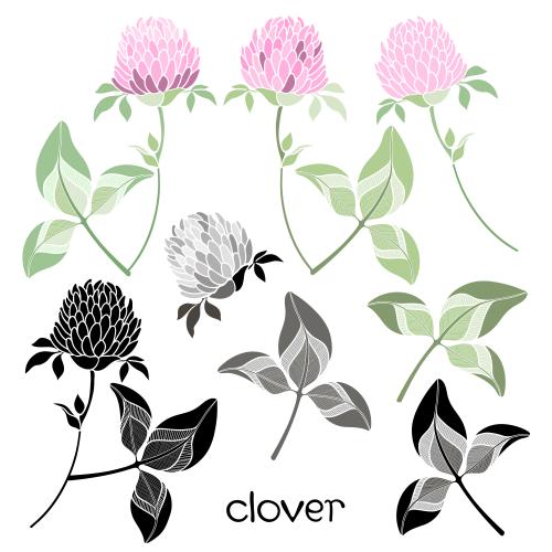 Vector image flowers and clover leaves colored and black isolated silhouettes on white