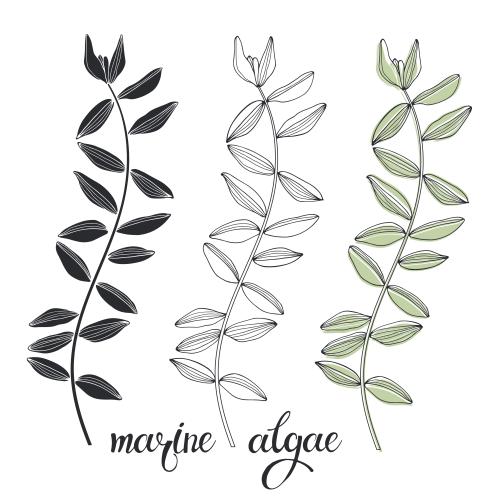 Vector image sea algae, three options on white