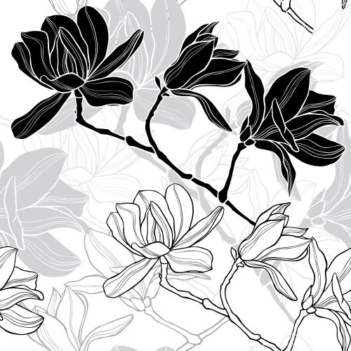 Magnolia. Vector magnolia flowers silhouettes and contours on white