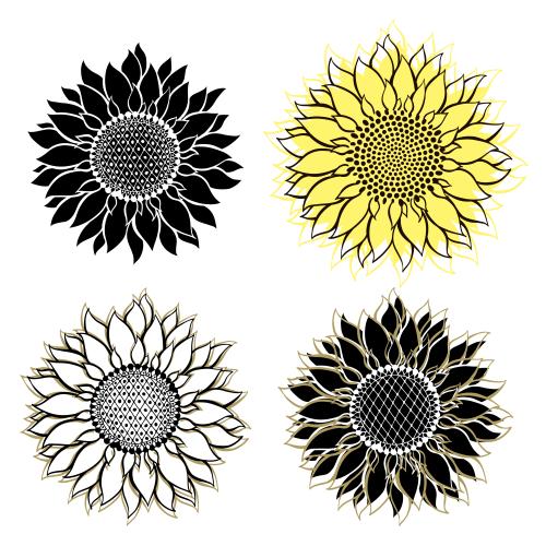 Sunflower. Vector sunflower flowers four options on white
