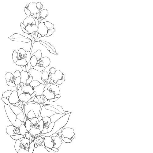 Jasmine. Vector jasmine place for text on white