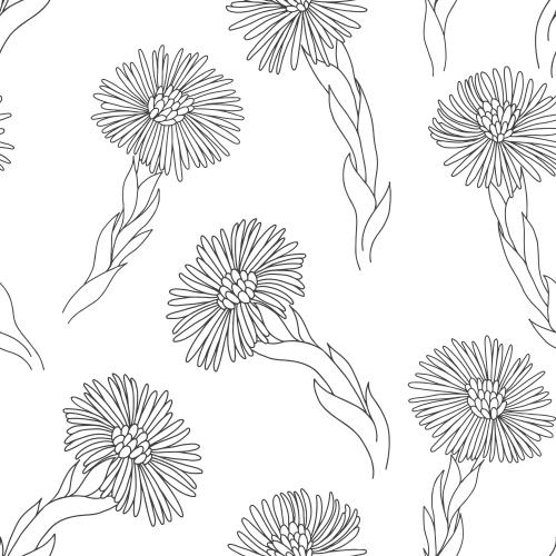 Coltsfoot. Vector flowers mother-and-stepmother, black outlines on white