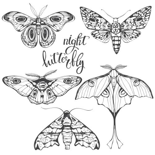 Illustration five night butterflies on white