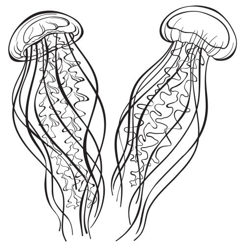 Jellyfish. Vector two jellyfish on white