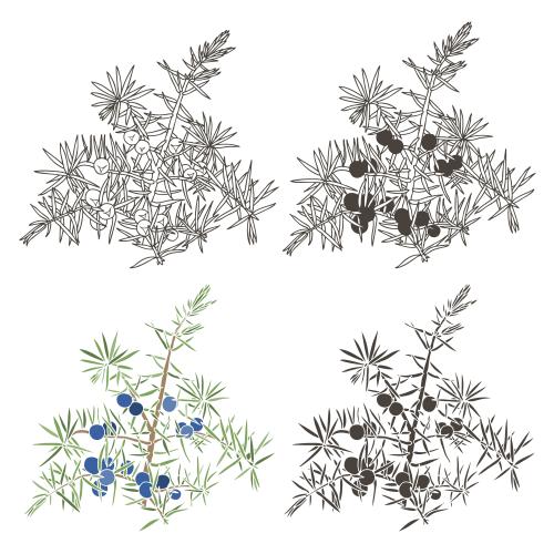 Juniper. Vector juniper contour drawing colored and black silhouettes on white
