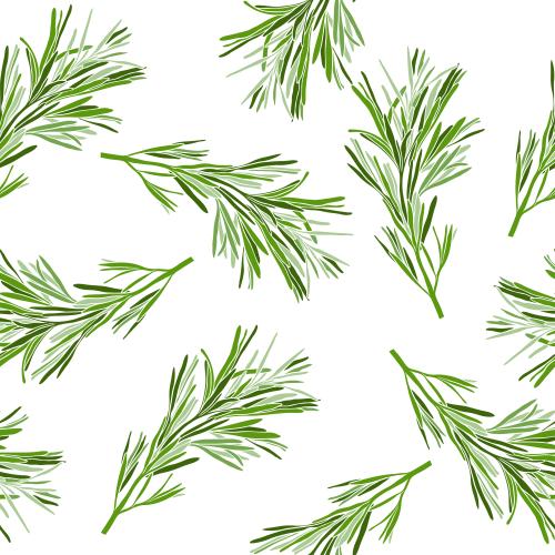 Spice. Vector green rosemary branches on white