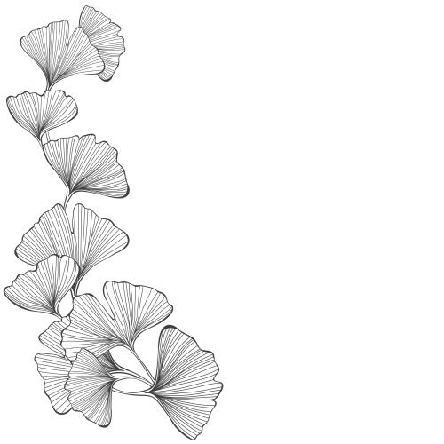 Ginkgo biloba. Vector ginkgo biloba place for text on white
