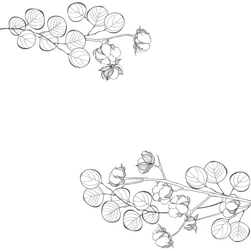 Eucalyptus. Vector eucalyptus branches and cotton, space for text on white