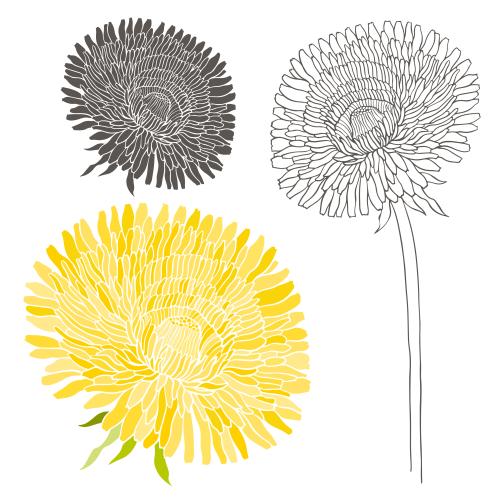 Dandelion. Vector dandelion flowers contour and silhouettes three different variants on white