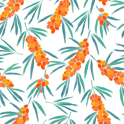 Sea buckthorn. Vector sea buckthorn branches with berries on white