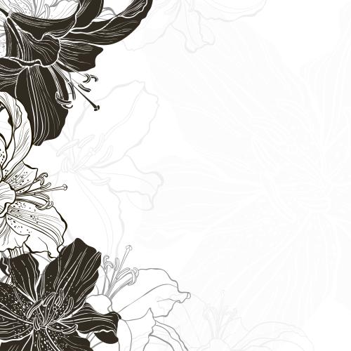 Lily. Vector flowers lilies, silhouettes and contours on white