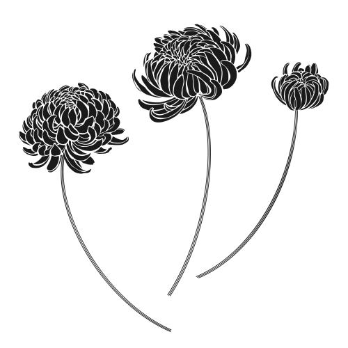 Chrysanthemum. Vector three chrysanthemums silhouettes on white