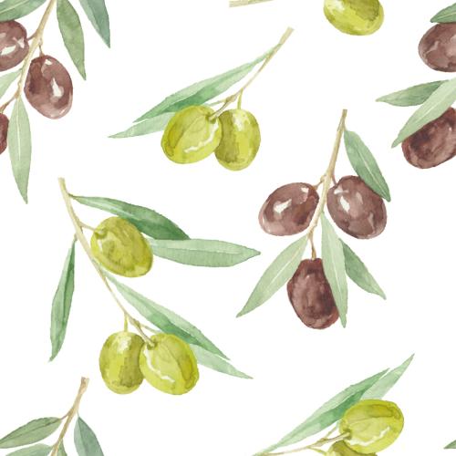 Olivaceous. Vector olive branches with fruits on white