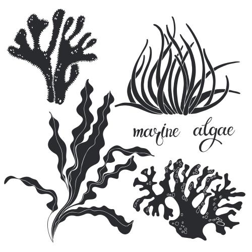 Illustration marine algae and corals silhouettes on white