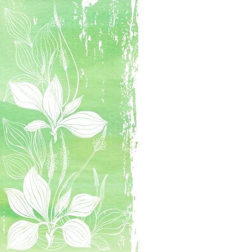 Vector image plantain white outlines and silhouettes on green watercolor space for text on white