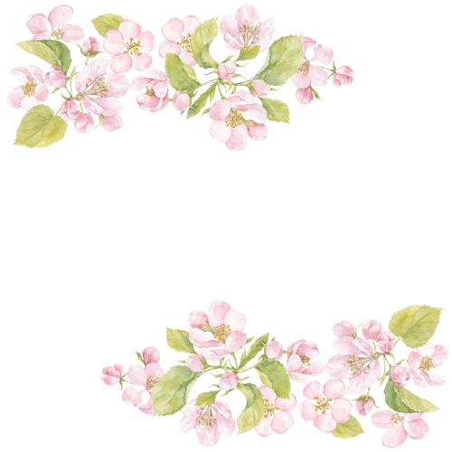 Illustration watercolor flowers and apple tree leaves, space for text on white