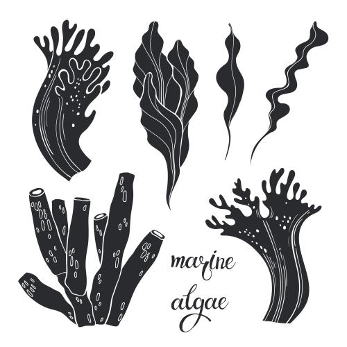 Vector image underwater plants, black silhouettes on white, various options