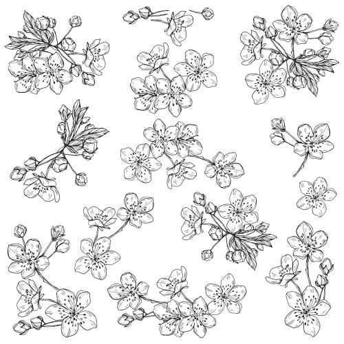 Bud. Vector flowers and cherry buds various options on white