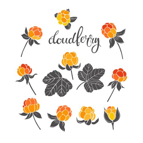 Cloudberry. Vector cloud berry, colorful berries on white