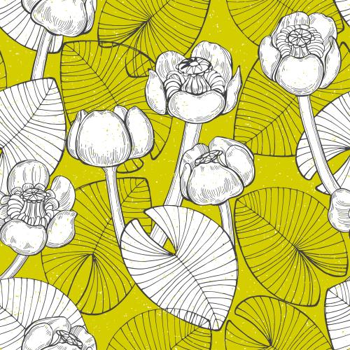Water lily. Vector water lilies contours and silhouettes on color