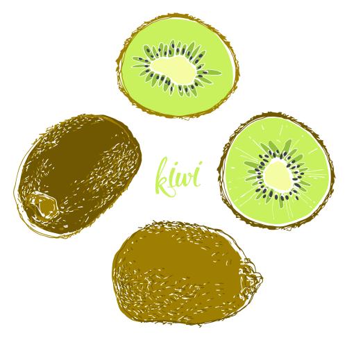 Vector image kiwi, fruits and slices on white
