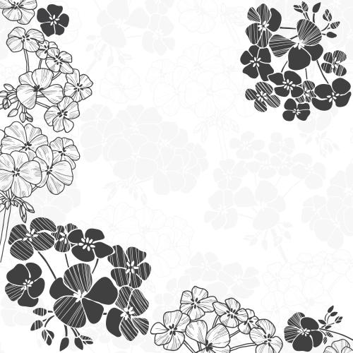 Geranium. Vector geranium flowers corner composition on white