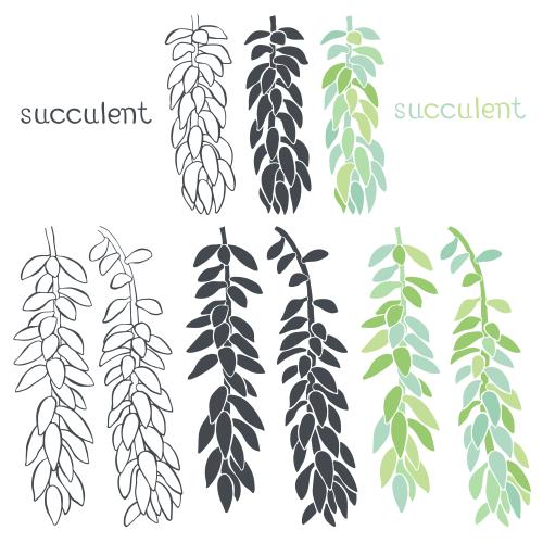 Cyclamen. Vector succulent various isolated options on white
