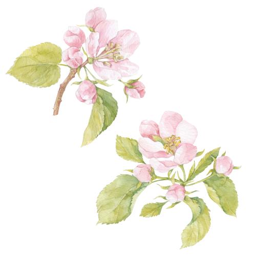 Raster image watercolor flowers and apple tree leaves, two branches on white
