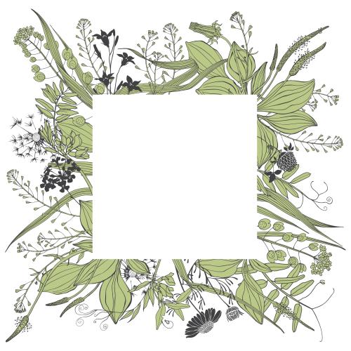 Grass. Vector field herbs and flowers square text area