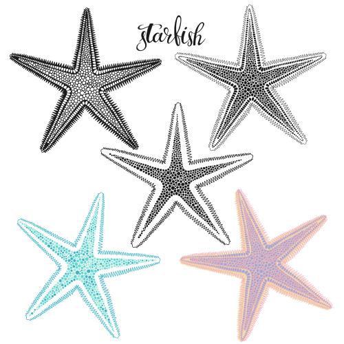 Vector image sea stars on white, five options