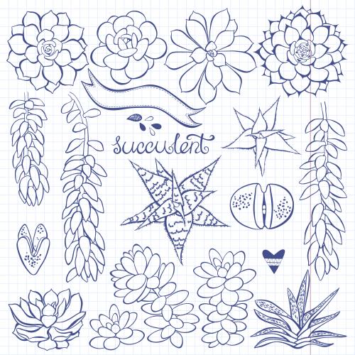Succulent. Vector succulents contour images on grid paper