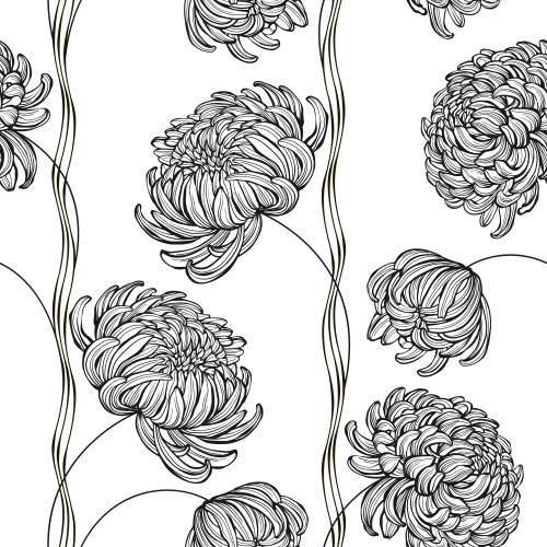 Chrysanthemum. Vector chrysanthemums wavy lines on white